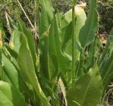 Dipsacus dipsacoides