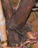 Dodonaea viscosa. Основание взрослого дерева; var. purpurea. Израиль, Шарон, пос. Кфар Шмариягу, в культуре в озеленении. 18.02.2015.