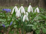 Galanthus nivalis. Цветущие растения (слева - Scilla bifolia). Украина, Киевская обл., Ставищенское лесничество, дубово-грабовый лес. 23.03.2016.