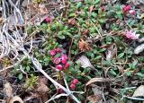 Loiseleuria procumbens