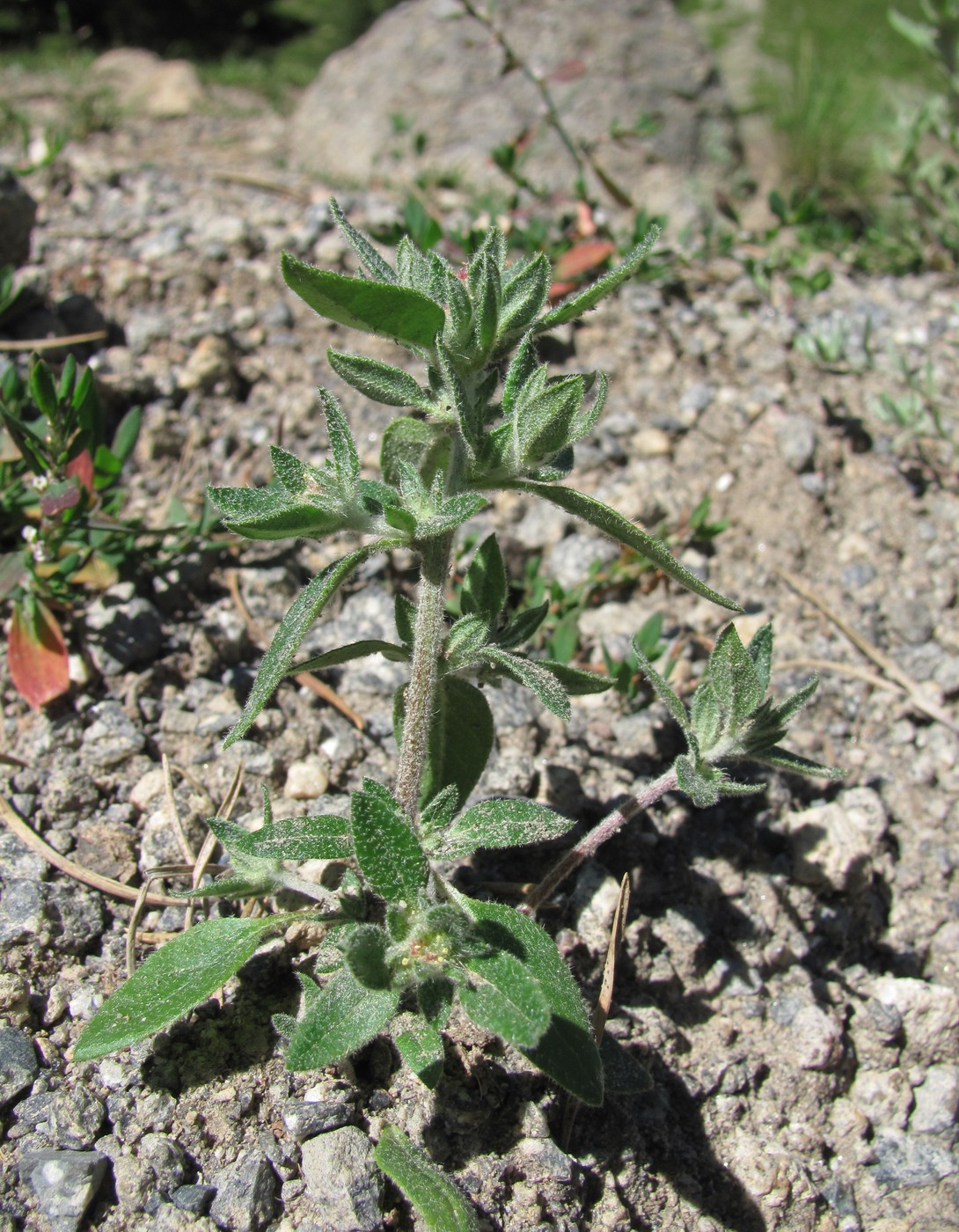 Изображение особи Axyris caucasica.