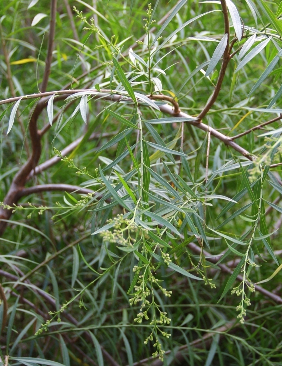 Изображение особи Freylinia lanceolata.