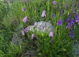 Campanula collina