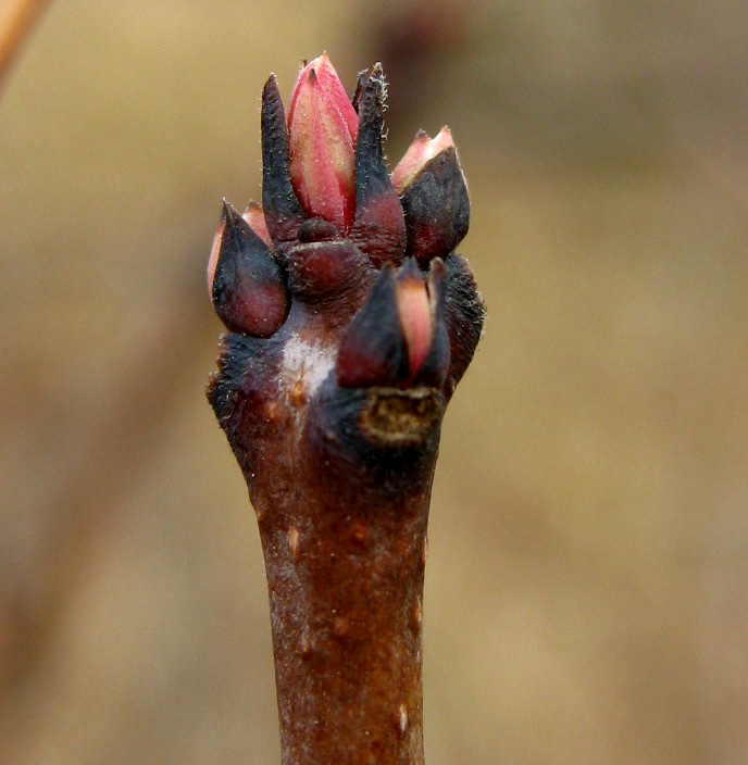 Изображение особи Cotinus coggygria.