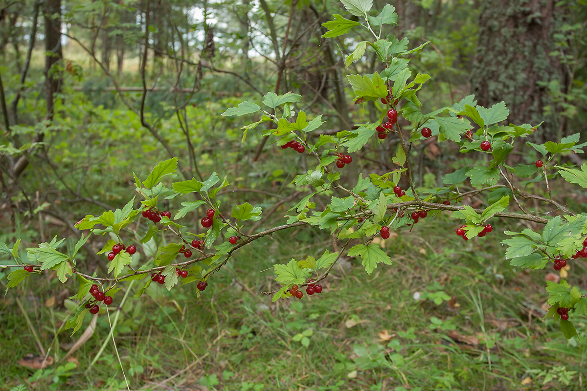 Изображение особи Ribes alpinum.