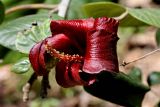 Hibiscus elatus