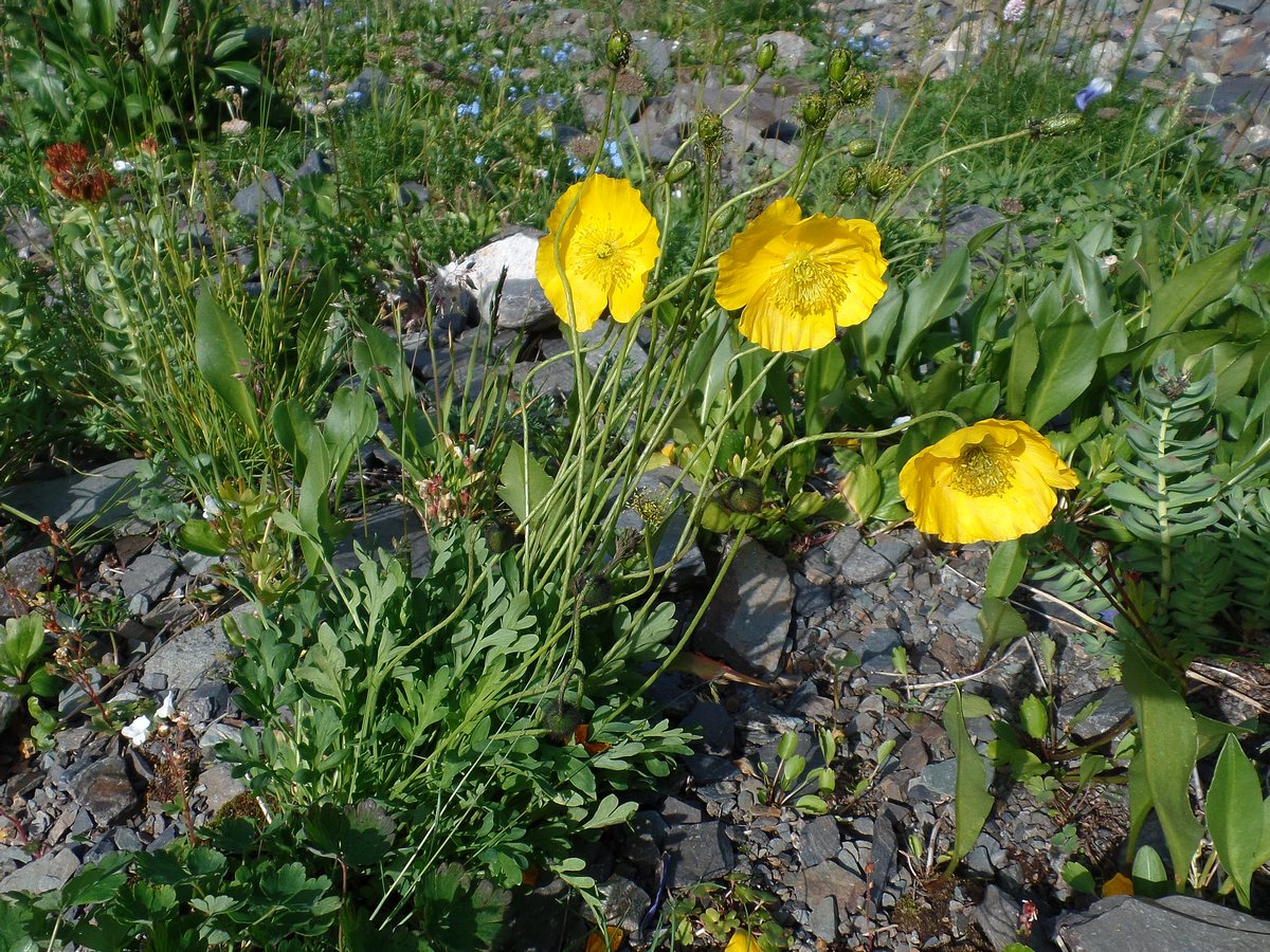 Изображение особи Papaver croceum.