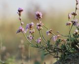 Limonium suffruticosum