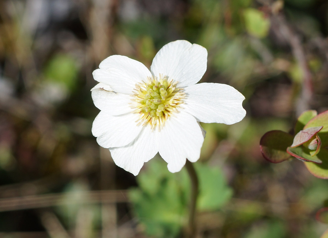 Изображение особи Callianthemum isopyroides.