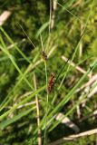 Carex lasiocarpa. Верхняя часть побега плодоносящего растения. Московская обл., Солнечногорский р-н, Щепкино верховое болото. 17.06.2018.