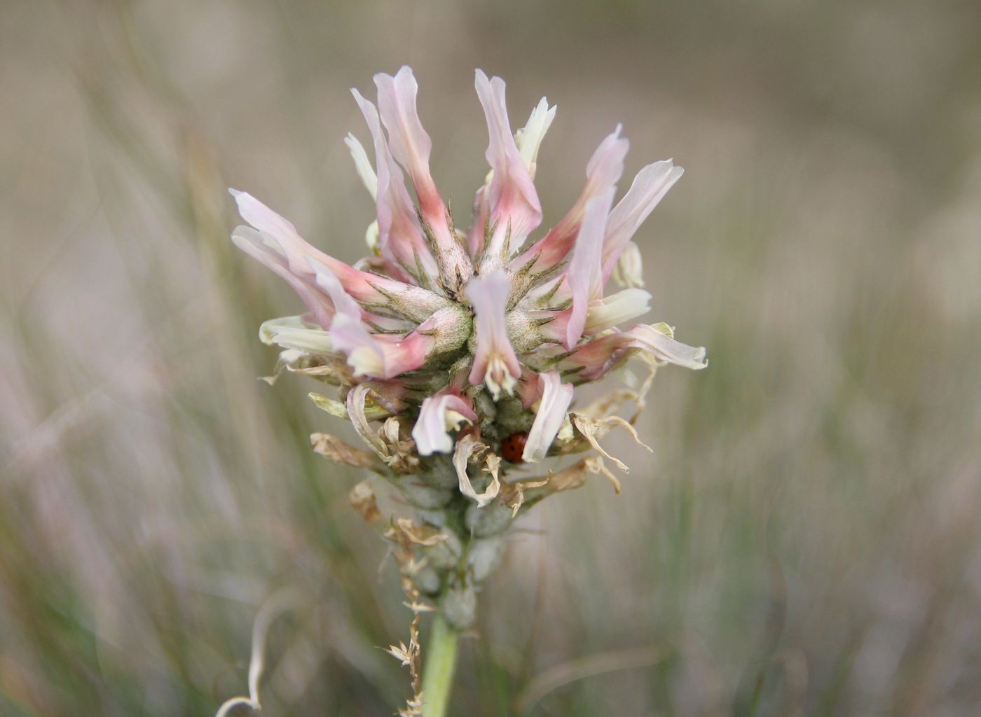 Изображение особи Astragalus platyphyllus.