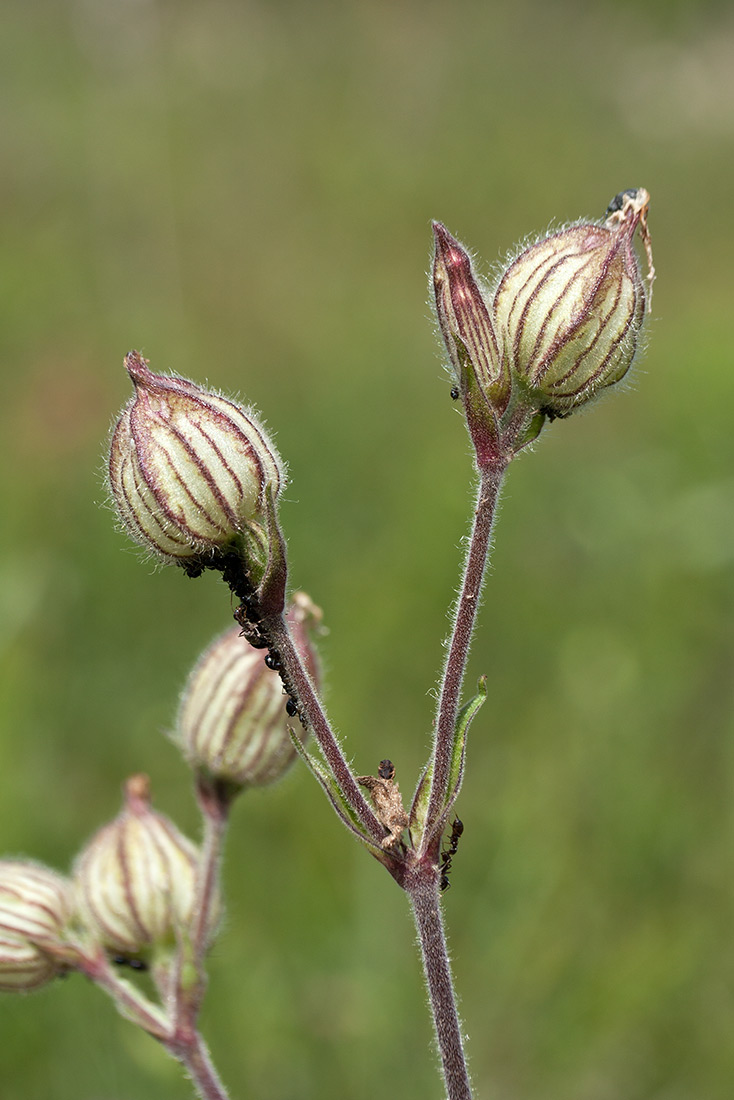 Image of Melandrium album specimen.