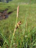 Carex panicea. Верхушка побега с колосками. Кабардино-Балкария, Эльбрусский р-н, долина р. Ирикчат, ок. 2700 м н.у.м., заболоченный луг. 06.08.2018.