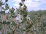 Salvia aethiopis