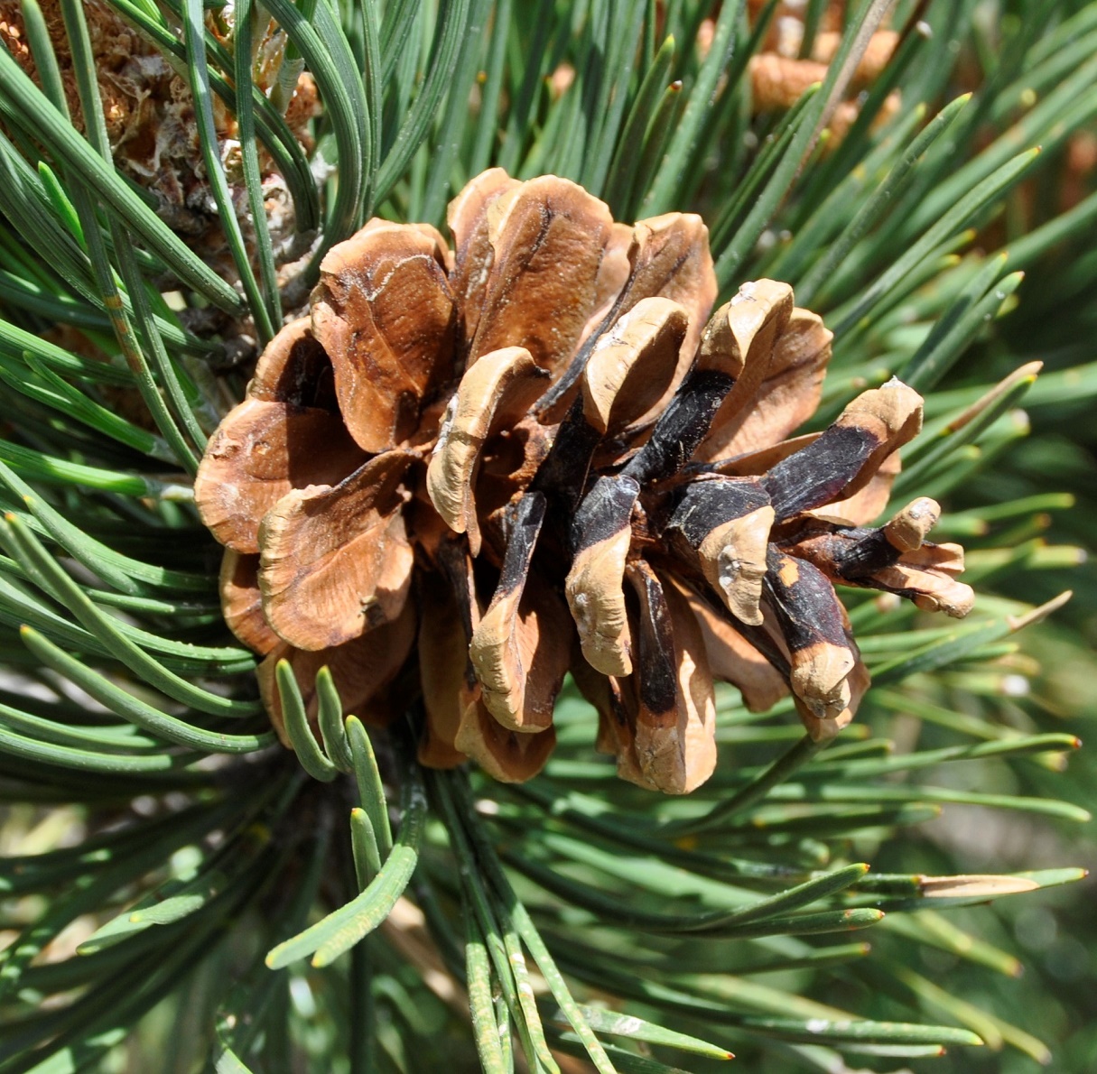 Изображение особи Pinus nigra.