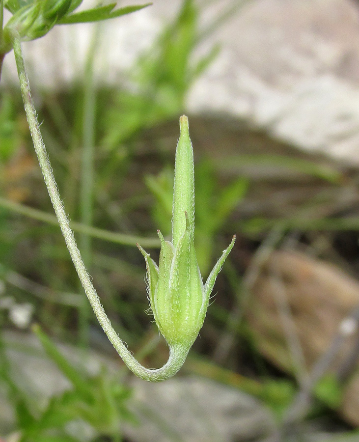 Image of Geranium sibiricum specimen.