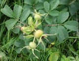 Rosa rugosa