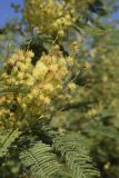 Acacia dealbata. Верхушка побега с соцветиями. Испания, автономное сообщество Каталония, провинция Жирона, комарка Баш Эмпорда, муниципалитет Калонже, заброшенный сад на краю поля. 23.02.2020.