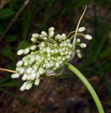 Allium pallens ssp. coppoleri