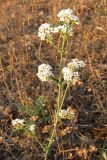 Galium biebersteinii