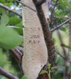 Betula pendula. Часть ствола. Республика Алтай, Усть-Коксинский р-н, окр. Среднего Мультинского озера, правый борт долины чуть выше озера, курумник, небольшая рощица из нескольких молодых деревьев, высота 1800 м н. у. м. 28 июля 2020 г.