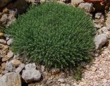 Achillea falcata