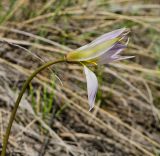 Tulipa patens. Верхушка цветущего растения. Челябинская обл., Троицкий р-н, Троицко-Совхозное сельское поселение, окр. пос. Белоключевка, долина р. Уй, склон прибрежного скальника, степь. 3 мая 2021 г.