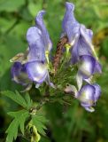 Aconitum taigicola