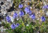 Veronica capsellicarpa