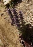 Ajuga orientalis