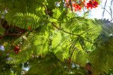 Delonix regia