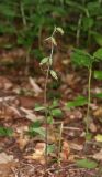 Epipactis microphylla