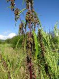 Urtica angustifolia