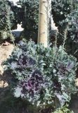 Brassica oleracea разновидность viridis
