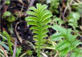 Potentilla anserina. Лист с каплями росы. Московская обл., Раменский р-н, окр. дер. Хрипань, садовый участок. 30.08.2023.