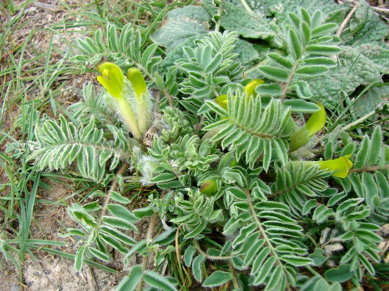 Изображение особи Astragalus lipskyi.