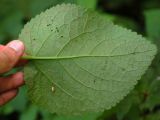 Phlomoides maximowiczii