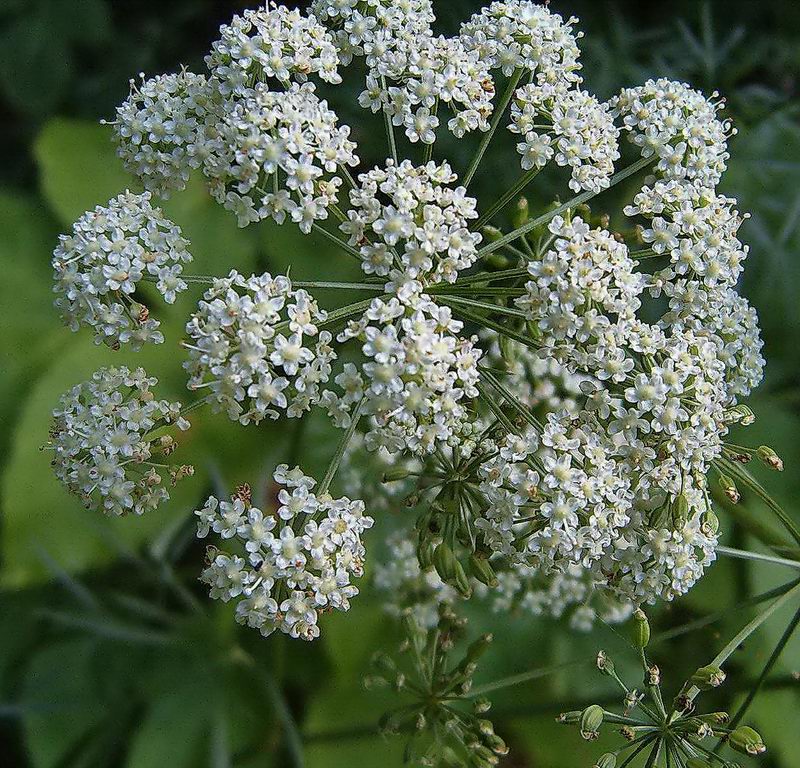 Изображение особи Archangelica officinalis.