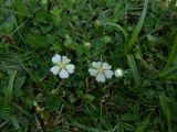 Potentilla montana