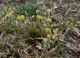 Carex ericetorum