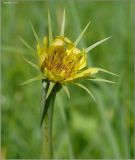 Tragopogon dubius subspecies major. Соцветие. Чувашия, окр. г. Шумерля, обочина дороги к хлебозаводу. 11 июня 2011 г.