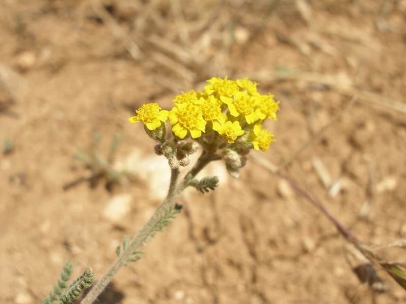 Изображение особи Achillea leptophylla.