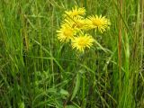 Inula japonica