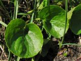 Viola palustris. Листья. Нидерланды, провинция Drenthe, Langelo, заказник Broekland, заболоченный луг. 18 апреля 2010 г.