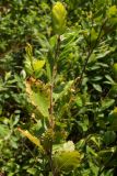 Betula humilis