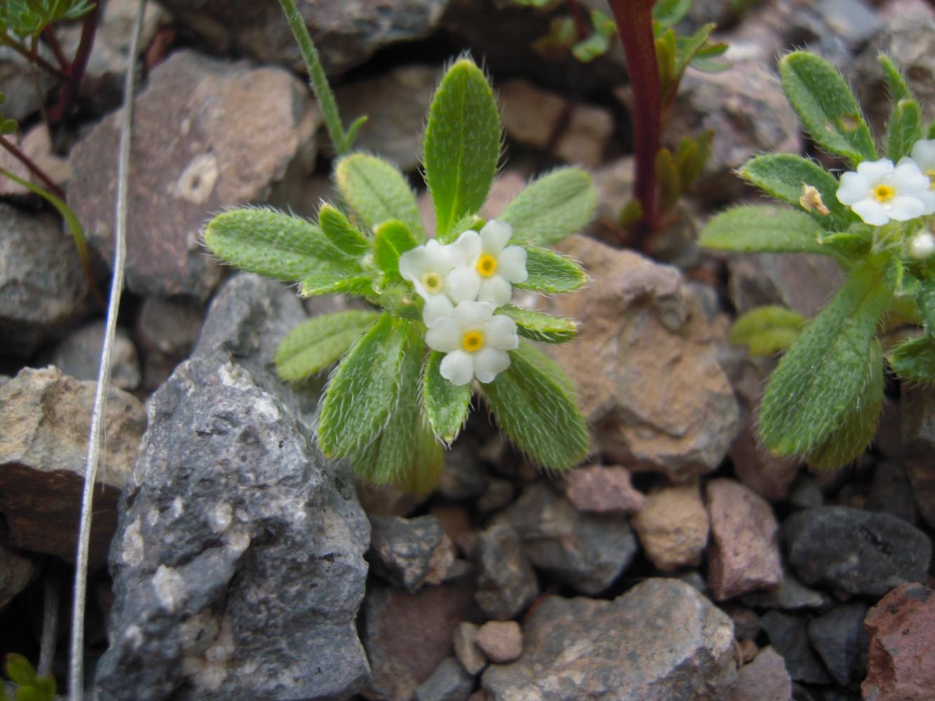 Изображение особи Trigonocaryum involucratum.