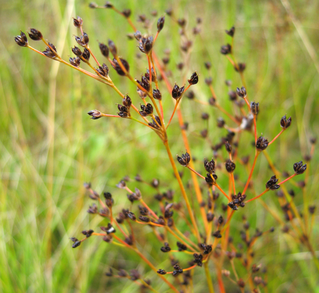 Изображение особи Juncus alpino-articulatus.