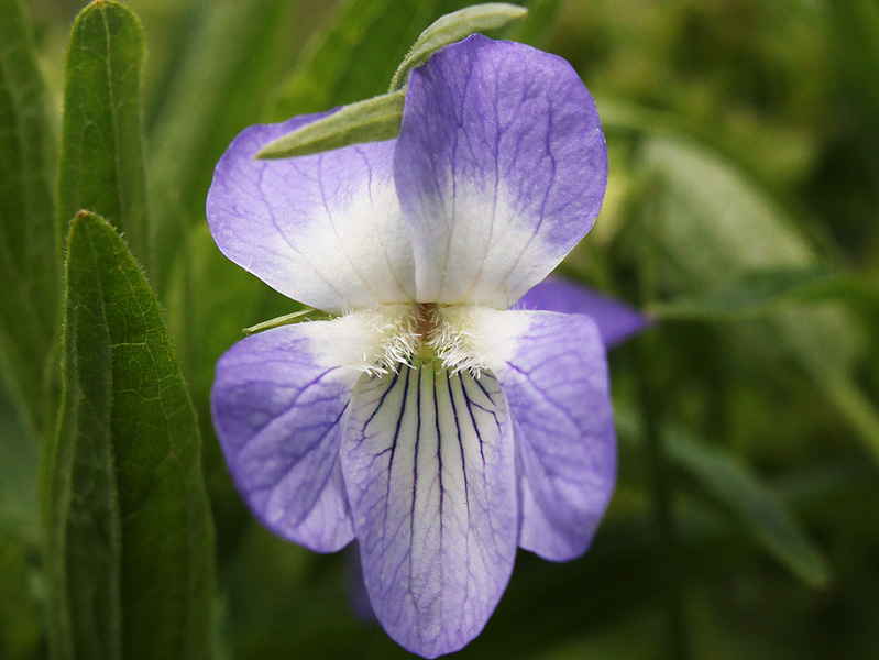 Изображение особи Viola elatior.