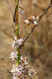 Cuscuta lehmanniana