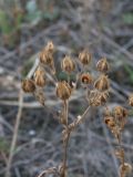 Potentilla adscharica